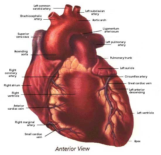 anterior view of the heart