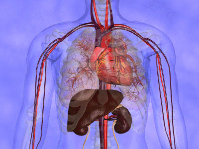 mediastinum