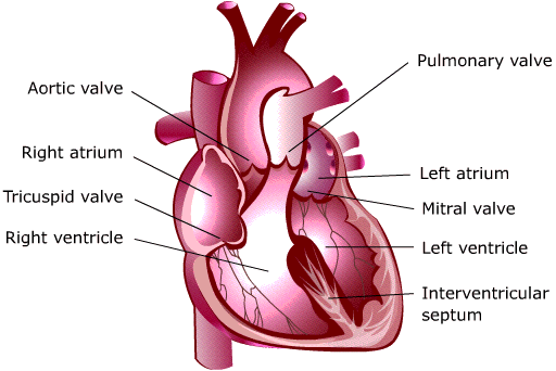 circulatory system functions. The circulatory system has two